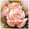 алмазная  живопись "darvish" 30*30см  нежные розы