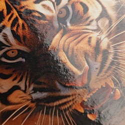 тетрадь на кольцах а4 120л  "тигр в пустыне"