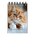 Блокнот А7  40л "Милые коты-3" на гребне в клетку