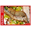 Пазлы 2000 элементов Изящный леопард на дереве