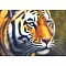 набор  для творчества "рисование по номерам" холст-30*20см  тигр