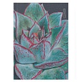 Книга для записей А6 (110*145) 80л Succulent обложка ламинация sof touch