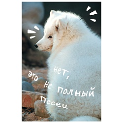книга для записей а6 (110*145) 80л песец обложка глянцевая ламинация 