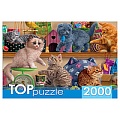 Пазлы 2000 элементов Смешные котята в зоомагазине