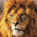 Набор для творчества "Рисование по номерам" 40*40см  Важный лев