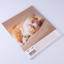 тетрадь  48л кл. на гребне "мурчащие котики"