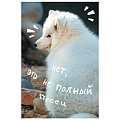 Книга для записей А6 (110*145) 80л Песец обложка глянцевая ламинация 