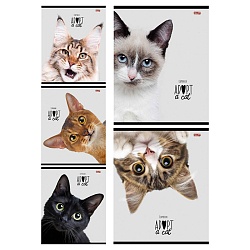 тетрадь  48л кл. "кошачьи мордочки-2" обложка цветная мелованная