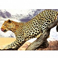 Алмазная живопись 50*65см - Леопард на ветке