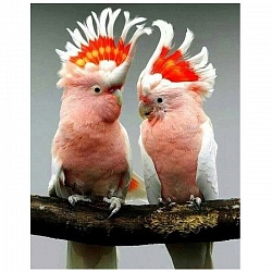 алмазная живопись 40*50см  пара попугаев какаду