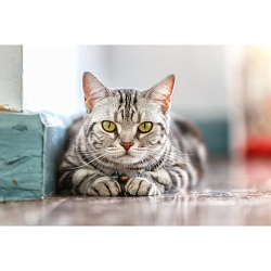 набор для творчества "рисование по номерам" 40*50см  котик