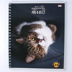 тетрадь  48л кл. на гребне "мурчащие котики"