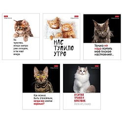 тетрадь  48л кл. "котоюмор" скругл.углы