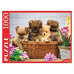 пазлы 1000 элементов милые щенки шпица