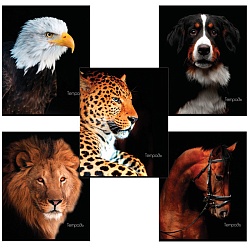 тетрадь  48л кл. "животные" обложка картон