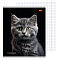 тетрадь  36л кл. "портретное фото кота" обложка цветная мелованная второй блок