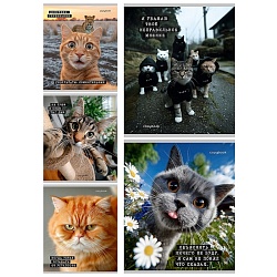 тетрадь  48л кл. "коты-мемы" обложка цветная мелованная