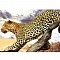 алмазная живопись 50*65см - леопард на ветке