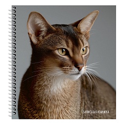 книжка записная  а6  80л "красивый кот-2" цветная спираль