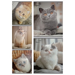 тетрадь  48л кл. "милые коты-6" обложка твин-лак 