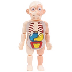 игрушка "human body"
