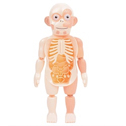 игрушка "human body"